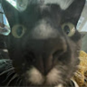 Meet your Posher, Amira